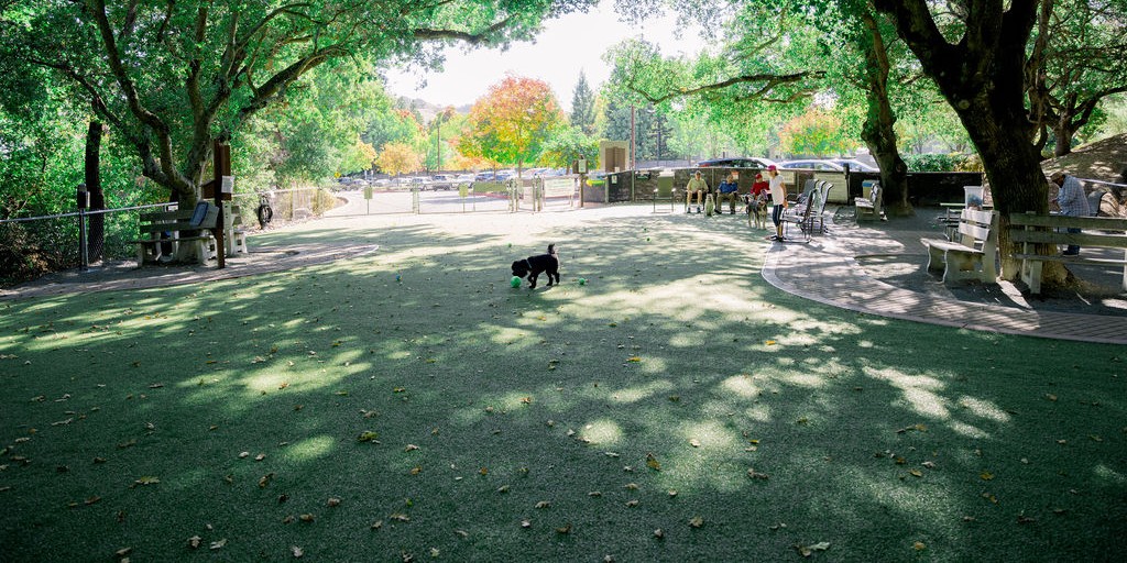 Dog plays in dog park