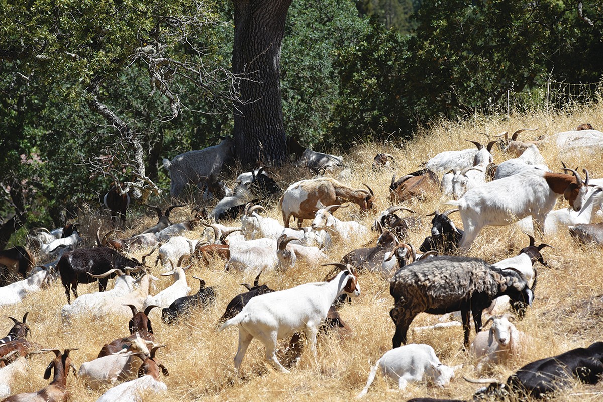 Goat Grazing Goat grazing on a hill