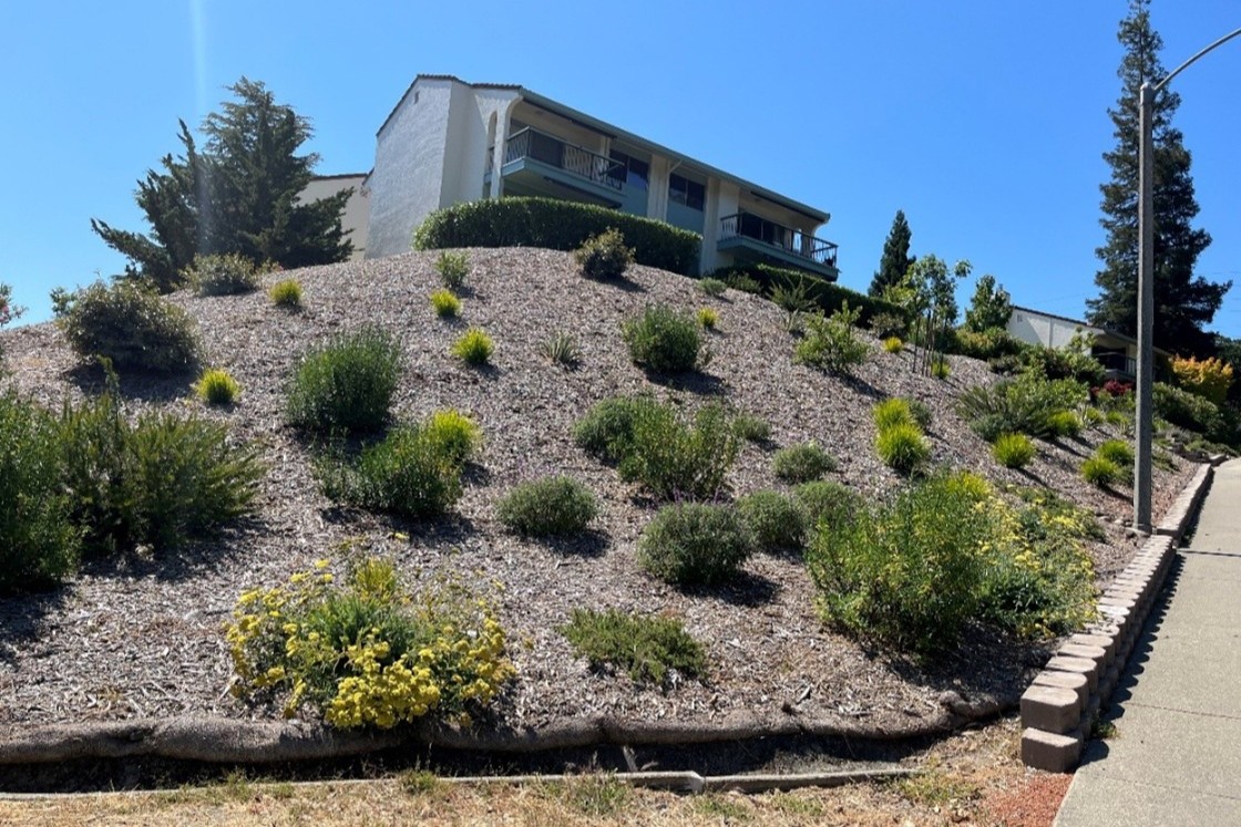 Juniper Removal after 3.2