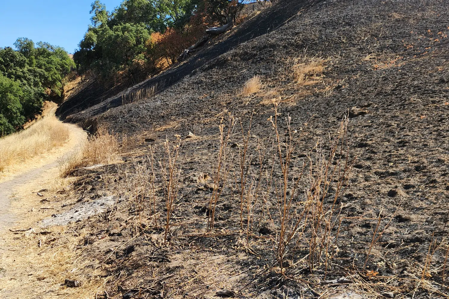 prescribed fire pile reduction prescribed fire pile