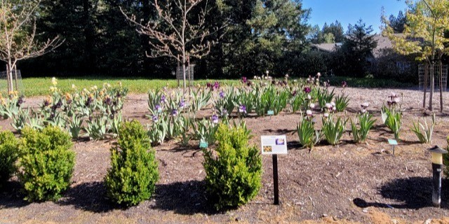 Iris garden